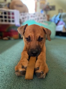 Positive reinforcement of your dog with treats