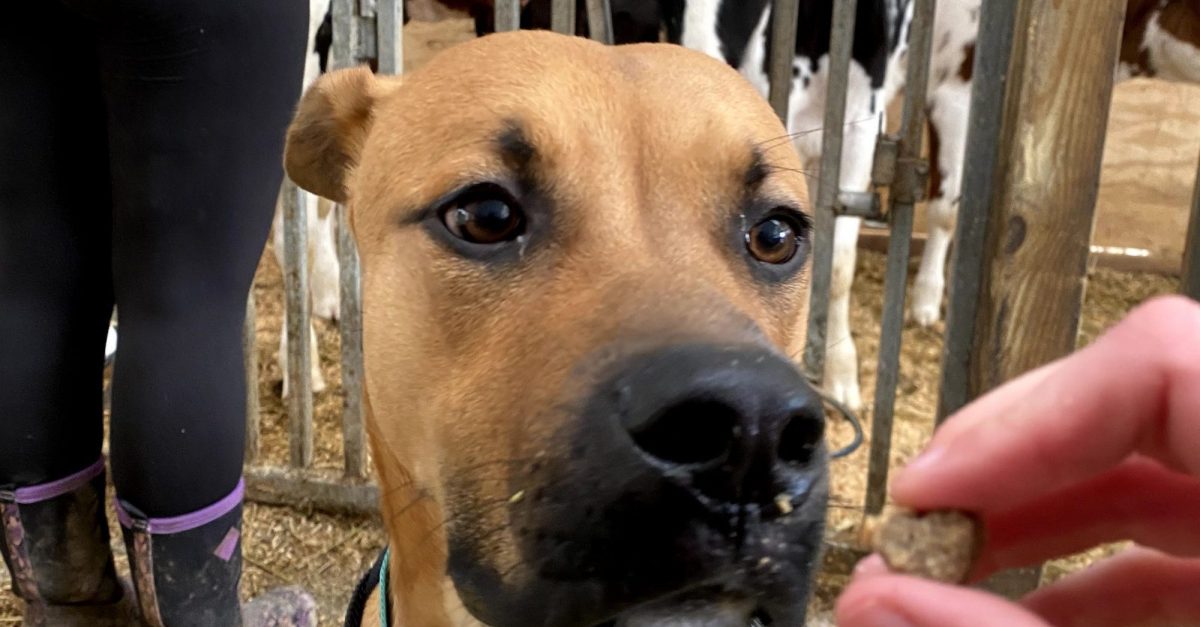 Should You Make Homemade Dog&nbsp;Treats?