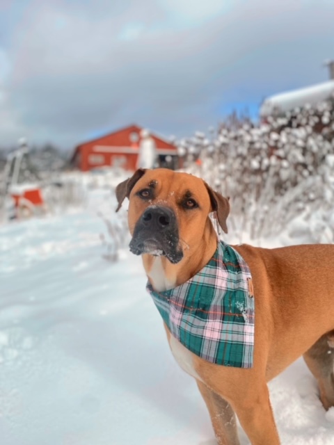 5 Simple Dog Enrichment Ideas For Super&nbsp;Chewers