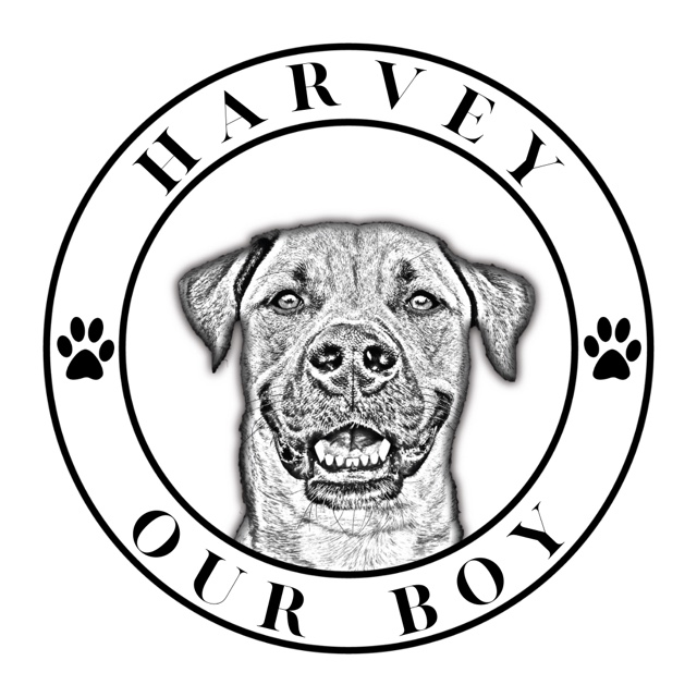Harvey our boy